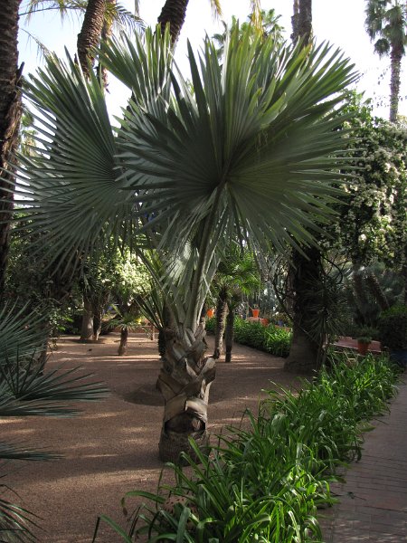 170312_boom majorelletuin.jpg